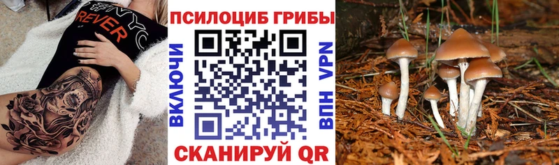 Купить закладки  Дятьково  Галлюциногенные грибы Cubensis 